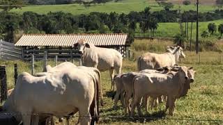 SITIOS A VENDA- REGIAO DE SAO JOSE DO RIO PRETO- SP -(desculpe ja foi vendido)