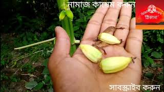 পেঁপের ফল ঝরা রোগের সমাধান। paper fall Jara Canon। দেখুন ইনশাআল্লাহ একটি ফল ঝরবে না।