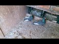 pigeons english barbs