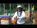 i don t want to do this. seasonal mite check and oa treatment beekeeping insects beekeeping101