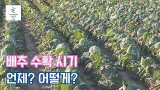 배추 수확 시기는 언제? 배추 수확 방법 간단히 요약