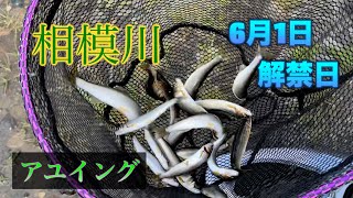 6月1日解禁日釣行・相模川アユイング【鮎釣りは遊漁券が必要になります】