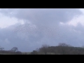 amazing murmuration of starlings in the north york moors national park