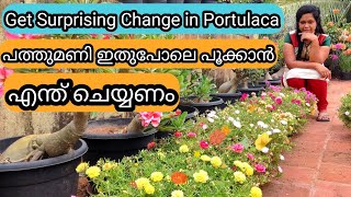 12 Golden Tips for Continuous Flowers in Portulaca | പത്തുമണി ചെടി തുടരെ പൂവിടാൻ 12 ടിപ്സ്