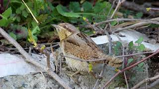 Boyunçeviren » Eurasian Wryneck » Jynx torquilla