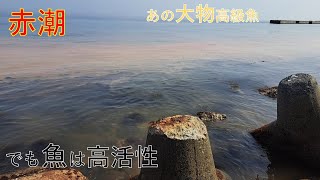 赤潮でも魚は高活性！あの大物高級魚まで釣れちゃうなんて・・・