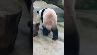 台北動物園圓寶