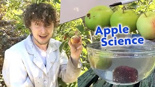 Snack Break: Apple Experiments