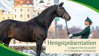 Hengstpräsentation Moritzburg: Reitpferde und Reitponys