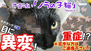 【観覧注意】 猫の目に異変が！「苦手な方は御注意下さい」可愛らしい「ノラの子猫」Season2 #50