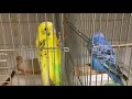 地震が起きた直後のインコの様子〜パニックから落ち着くまで〜　【セキセイインコ】　budgerigar.