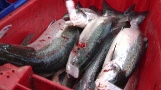 Scottish salmon fisheries imperiled