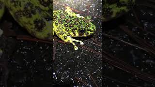 #33【希少種】アマミイシカワガエルをじっくり観察　An Amami Ishikawa's frog