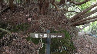 【くじゅう連山：扇ヶ鼻】今日は初夏の陽気かな？。暖かい日差しに包まれて、扇ヶ鼻南側斜面へ。（+ミヤマキリシマの情報も）（2023/05/11）