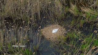 Spring Birding Belgium  May 2021