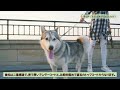 シベリアンハスキーってどんな犬？性格・特徴・飼い方などの豆知識！