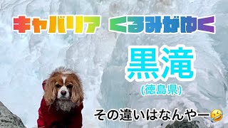 キャバリア くるみ　その違いはなんやー🤣