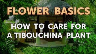 How to Care for a Tibouchina Plant