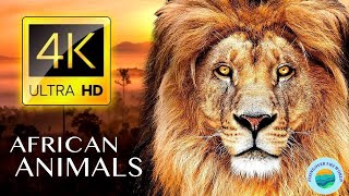 Africa Wildlife (4K UHD) - Relaxing Music With Beautiful Nature & Animals Videos (4K Video Ultra HD)