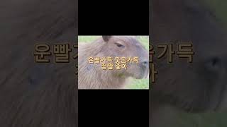 카카피피바바라라 노래 (음원:카피바라 go)