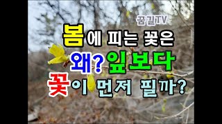 [꿈길TV] 봄꽃은 왜 잎보다 꽃이 먼저 필까? (#진달래 #개나리 #목련 #산수유#매화 #생강나무꽃)