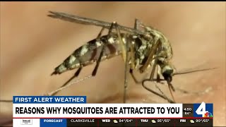 Reasons why mosquitoes are attracted to you