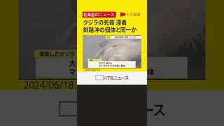 北海道白糠町の海岸にクジラの死骸が漂着　若いマッコウクジラか　釧路沖で漂流していた個体と同一の可能性