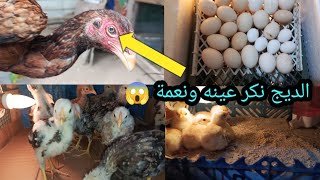 الديج🐓نكر الدجاجه من عينه ونعمة 😱 عن قريب اكبر تفقسة بتأريخ المحمية 🐣 نقلت الفراريج🐔 للقفص الجديد😊