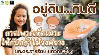 อยู่ดินกินดี | การเพาะเห็ดเผาะให้กับกล้าไม้วงศ์ยาง