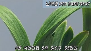 2월12일 서반단엽과 명명품 종자목등 소개합니다.