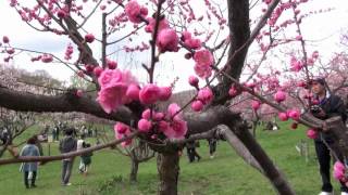 さくらとうめ平岡公園