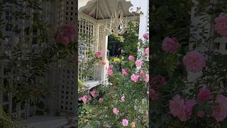 Welcome to my Cottage Garden! Please see my long videos for more inspiration 🌸💗 #cottagegarden