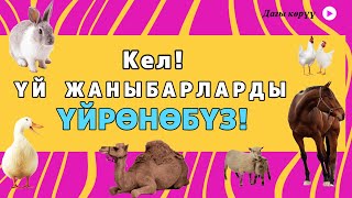 Кыргызча Үй жаныбарлардын аттары | Балдар видеосу | Мультфильм