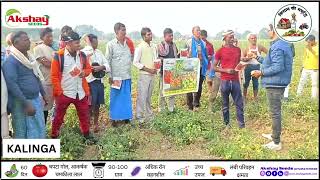 AKSHAY SEEDS TOMATO KALINGA