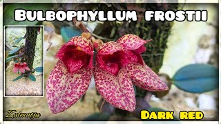 Welcome to my world: Bulbophyllum frostii