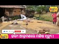 ହାତୀ ଆକ୍ରମଣରେ ମଣିଷ ମୃତ୍ୟୁ