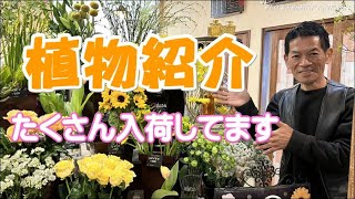 植物紹介 たくさん入荷してます 開花園本店からLIVE  花苗  観葉植物  切り花【おうちでガーデニング】開花園チャンネル