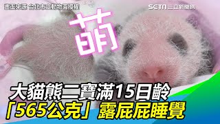 大貓熊二寶滿15日齡　「565公克」露屁屁睡覺萌樣曝光｜三立新聞網SETN.com