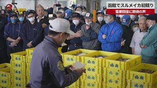 【速報】函館でスルメイカ初競り 需要回復に期待の声