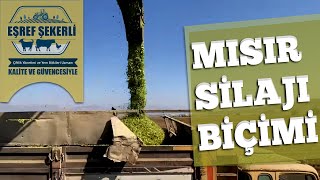 Mısır Silajı Biçimi #Mısır #Silaj