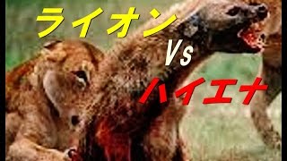 ライオンVsハイエナの獲物の取り合い　【１匹じゃ叶わない】真実映像