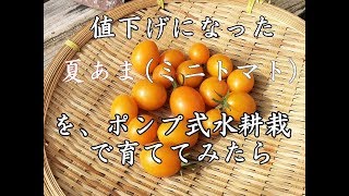 夏あま　（黄）　ミニトマト　ポンプ式水耕栽培　成長記録