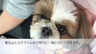 愛犬と【第7回榛名山ヒルクライム前日受付】に行く。シーズーミソカ2019年