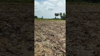 கரும்பு சாகுபடி ஆலோசனை #agriculture #cultivation #farming #agriculturetips #tamil