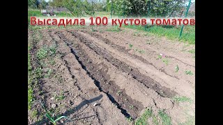 Высадила в грунт овощи