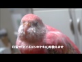 アキクサインコのモモちゃん　文鳥っぽいさえずりを練習する　 bourke s parrot momo chan