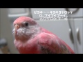 アキクサインコのモモちゃん　文鳥っぽいさえずりを練習する　 bourke s parrot momo chan