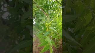 Neem fruit (Just like Mango)