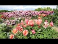 【private residence】natural garden murao s rose gardens 【ナチュラルガーデン村尾】 explorejapan japan 4k