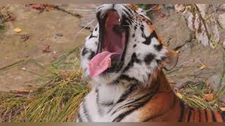 Download Mp3 Harimau Siberia di Alam Liar